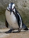 24 +-tiere-pinguin-D35_2450-als-Smart-Objekt-1